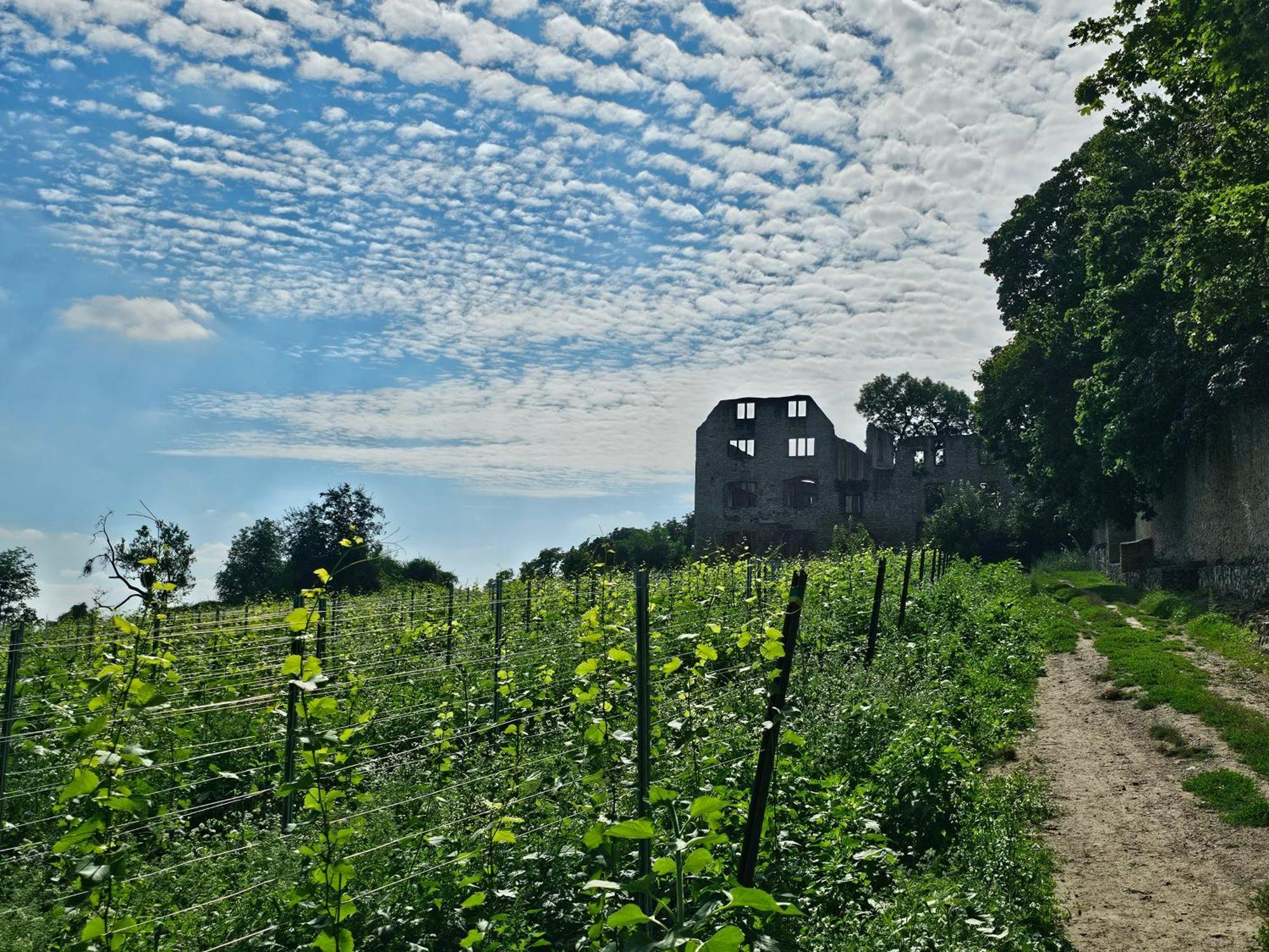 Moderne Doppelhaushaelfte In Oppenheim Villa Dış mekan fotoğraf